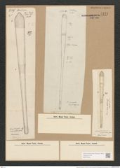 Sceptroneis cuneata Grun. (de-Toni-Nr.: Genus 63, Species 2573) Zeichnungen Sammlung Grunow Nr. 5131 (NHMW-BOT-W0373440)